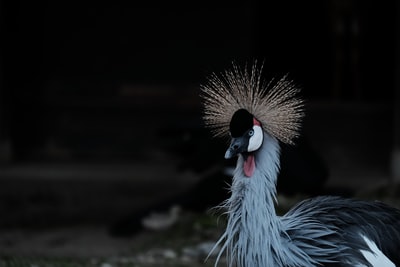 Grey crown crane close-up photography
